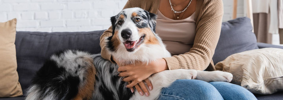 Why Every Responsible Pet Owner Keeps a First Aid Kit at Home