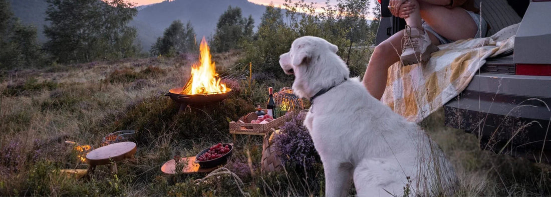 Why Every Pet Owner Needs a First Aid Kit at Home & On the Go